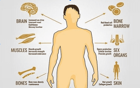 testosterone effects on body